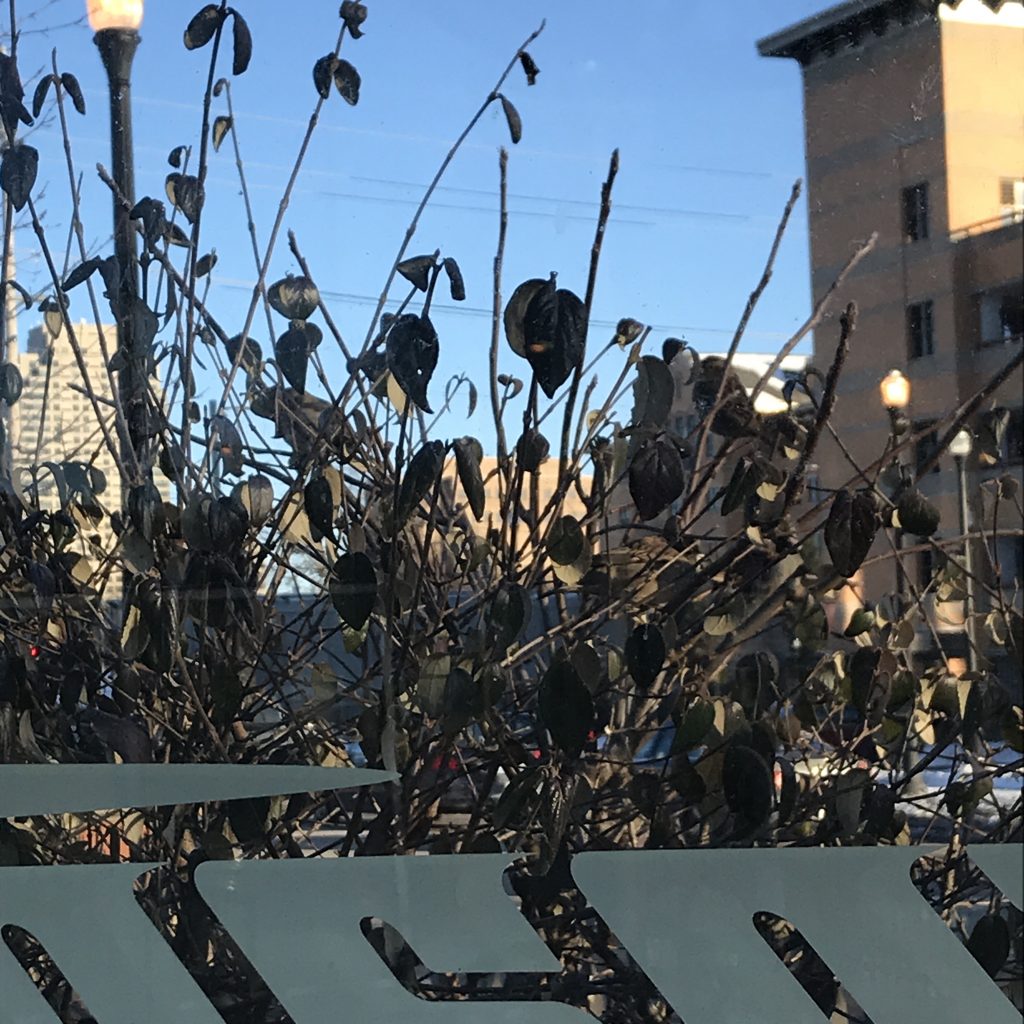 Sunny city in the background with semi-bare branches of a bush in the foreground behind bus shelter glass.