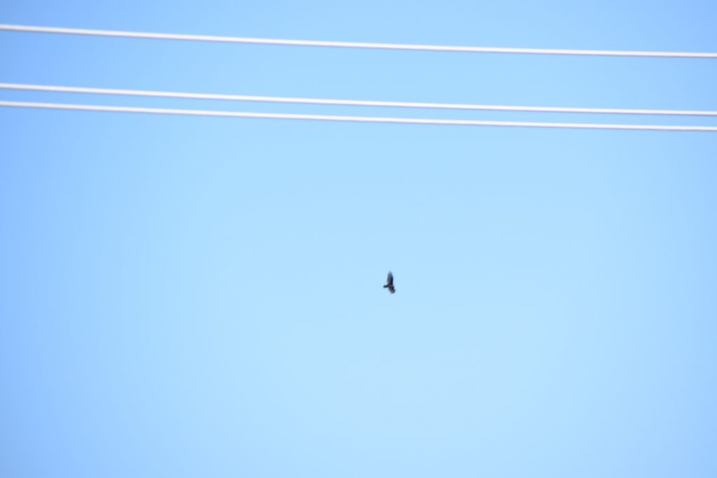 A hawk flying at a distance against a blue sky. Some power lines are in the foreground of the image at the top.