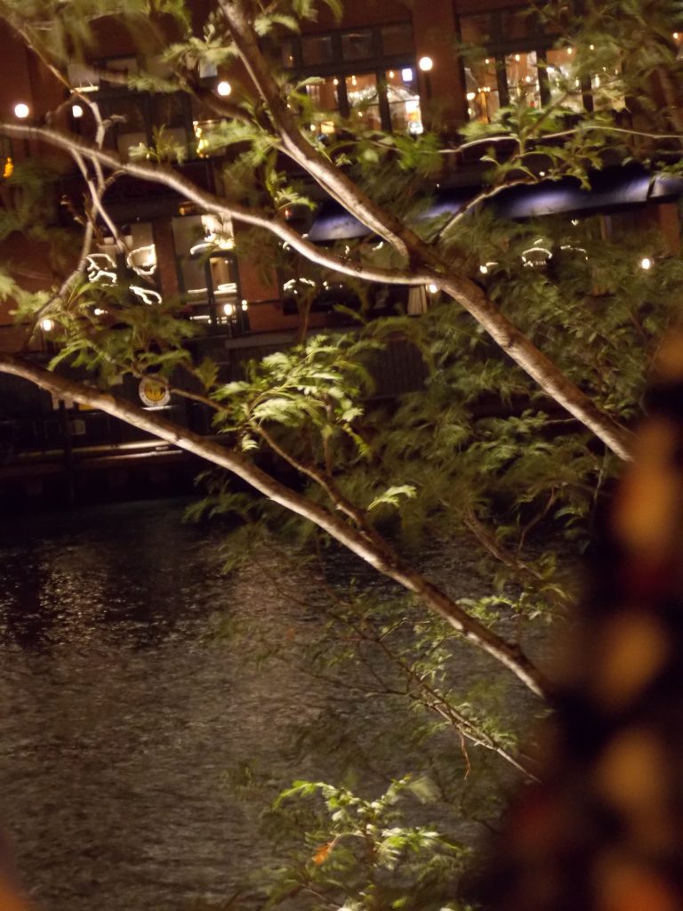 Urban waterway at night with branches in foreground and a cafe in the background