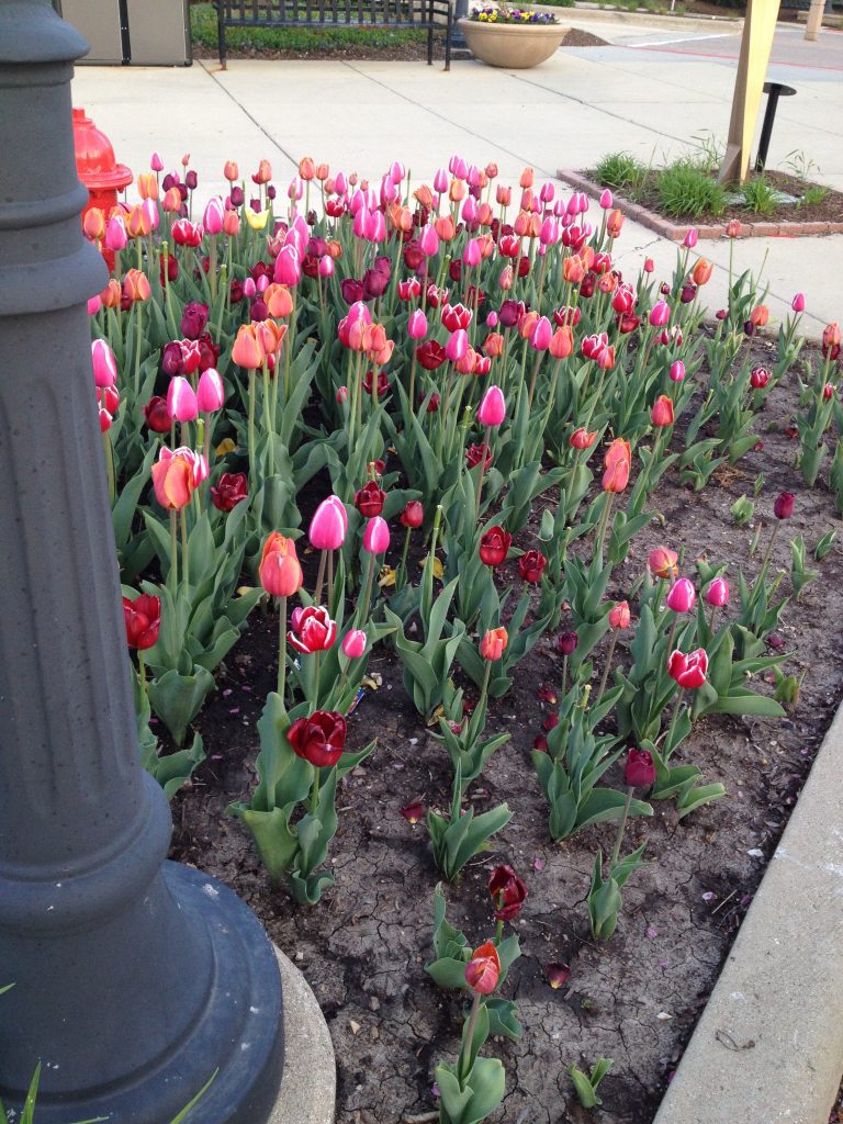 Pink and red tulips in bloom in a sidewalk-side plot.