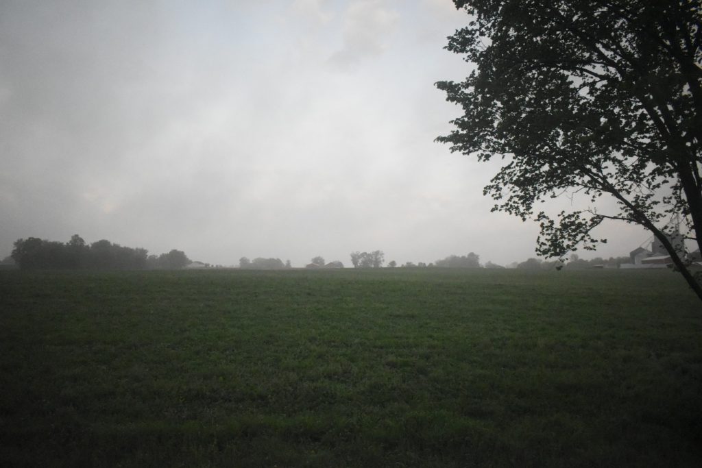 A misty gray field with a tree in the right foreground.