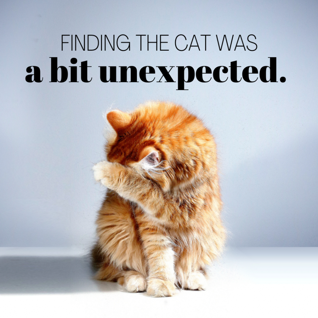 Sitting orange striped cat hiding their face behind their paw on a white table with a blank background. Worlds in black: “Finding the cat was a bit unexpected.”