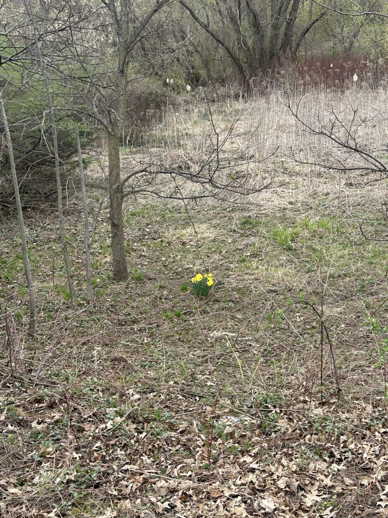 A single bunch of daffodils growing in the middle of a winter-killed landscape.