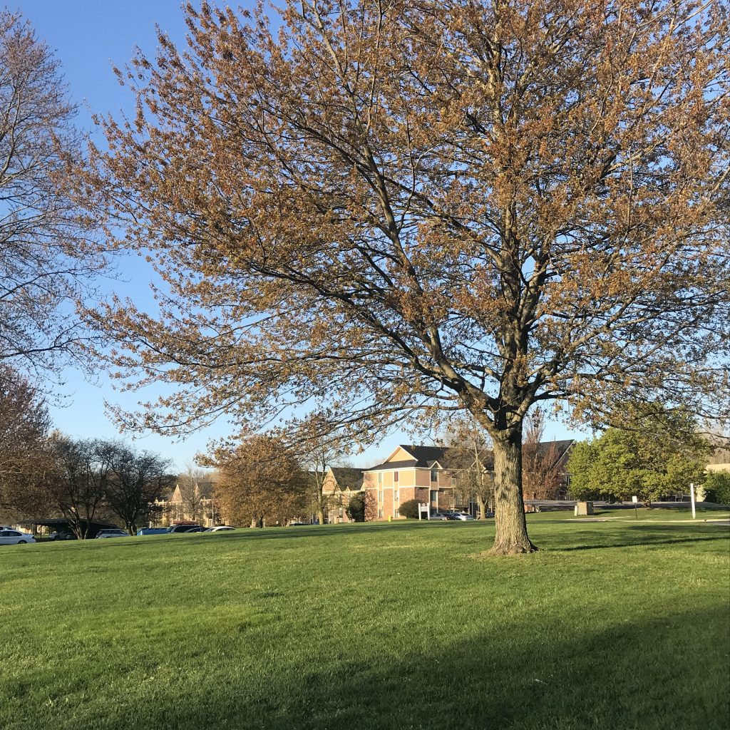 A budding tree on a green lawn with apartments behind it.
