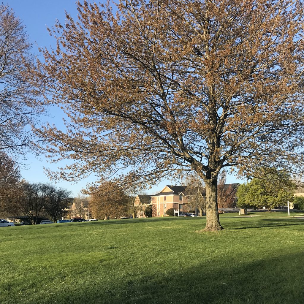 A budding tree on a green lawn with apartments behind it.